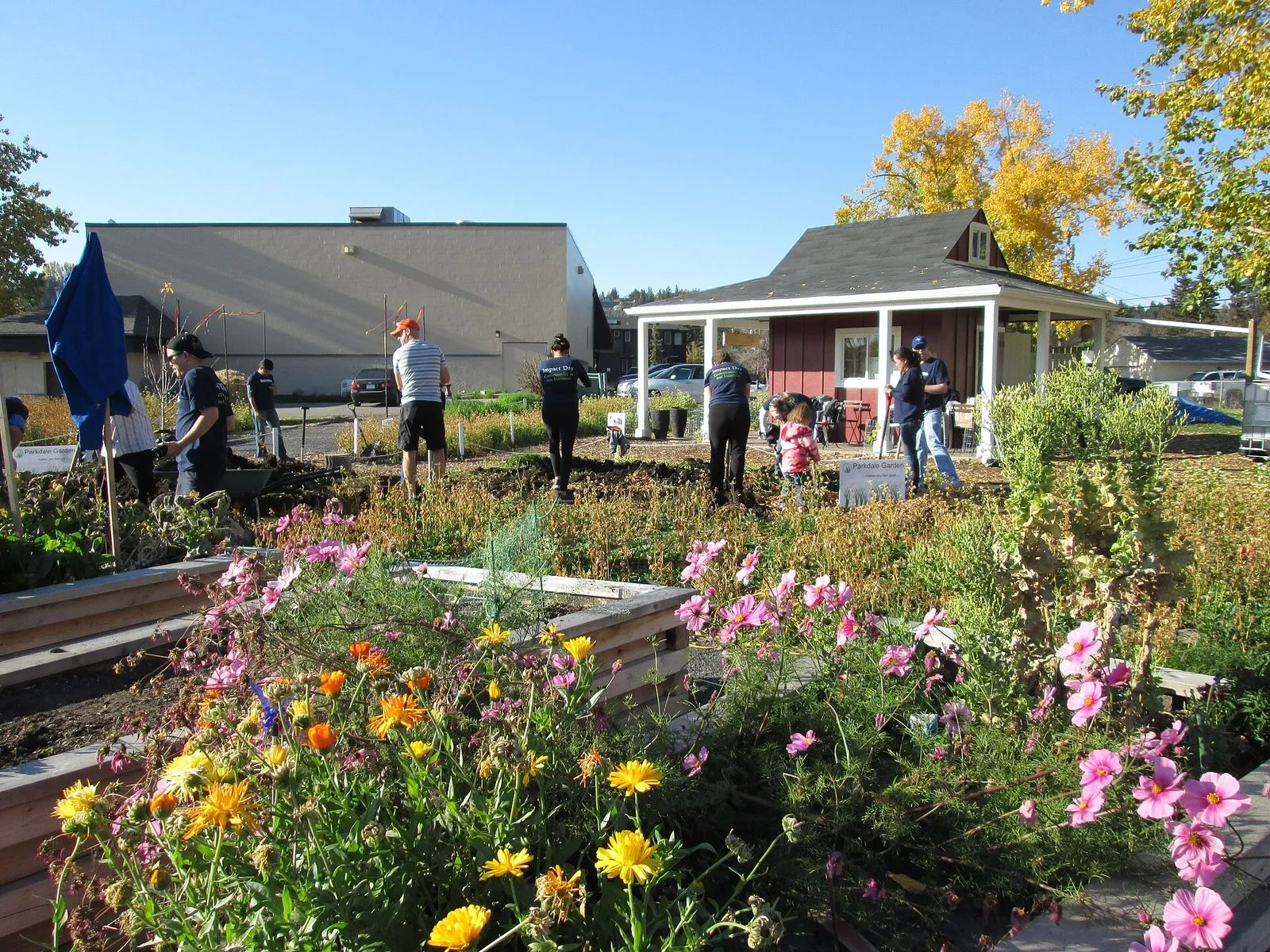 Volunteers working in a community garden full of yellow and pink flowers on a sunny fall day
